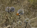 BulgariaTek 2011, KamenBryag (48)