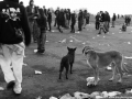 Czarotek 2011, Krásno, 29 (85)