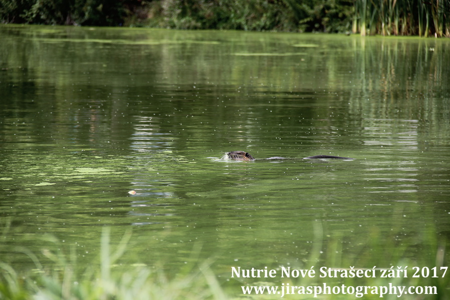 Nutrie Nove straseci jiras foto (2)