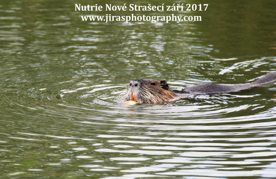 Nutrie Nove straseci jiras foto (4)