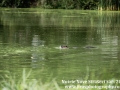 Nutrie Nove straseci jiras foto (2)
