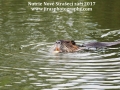 Nutrie Nove straseci jiras foto (4)