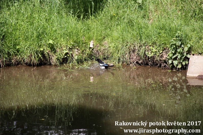 Rakovnický potok, Pustověty Tomáš Jiras (77)