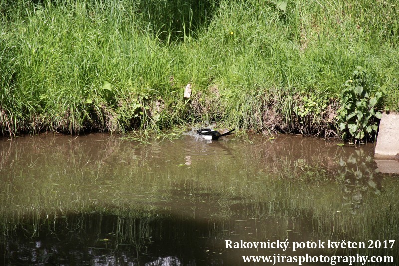 Rakovnický potok, Pustověty Tomáš Jiras (78)