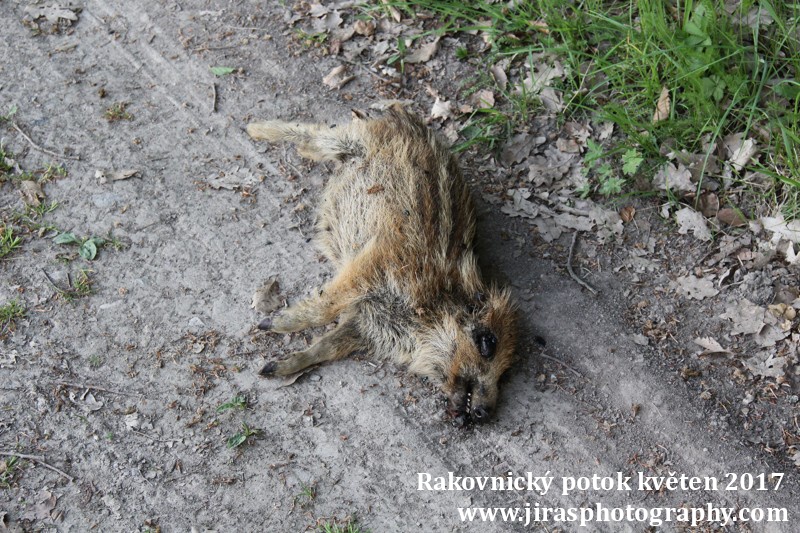 Rakovnický potok, Pustověty Tomáš Jiras (83)